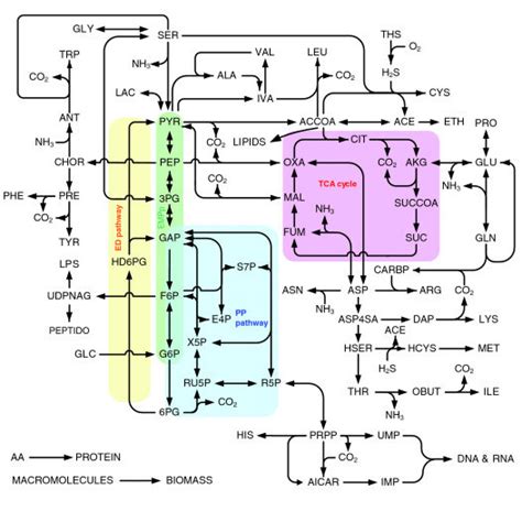 Oxidation Of Cysteine To Cystine Cysteine Cys Is Oxidized To Cystine Download Scientific