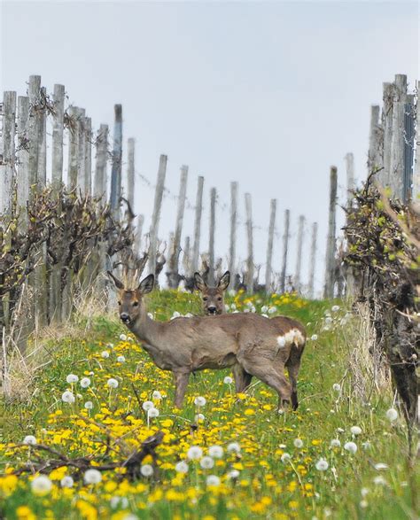 Vorsicht Wild: Wildverbiss vorbeugen - DAS DEUTSCHE WEINMAGAZIN
