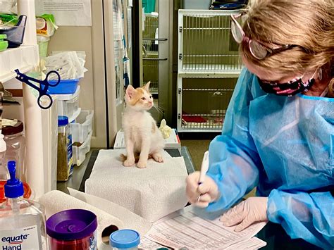 Kanawha animal shelter overcrowding is reaching a critical level today 3