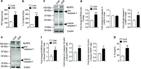 Dss Induced Inflammation And Activated Inflammasomes In Alveolar