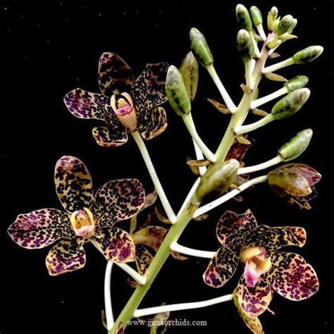 Buy Grammatophyllum Speciosum Orchid Online Guna Orchids