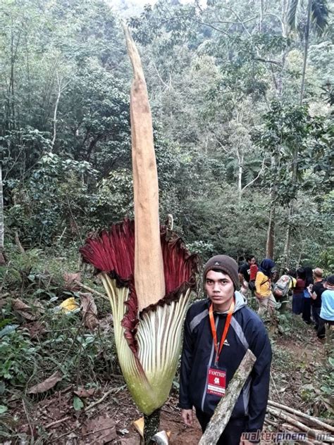 Bunga Bangkai Konservasi Amorphophallus Titanum Di Bengkulu