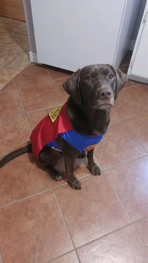 Labrador Halloween Costumes Halloween Cupcakes Halloween