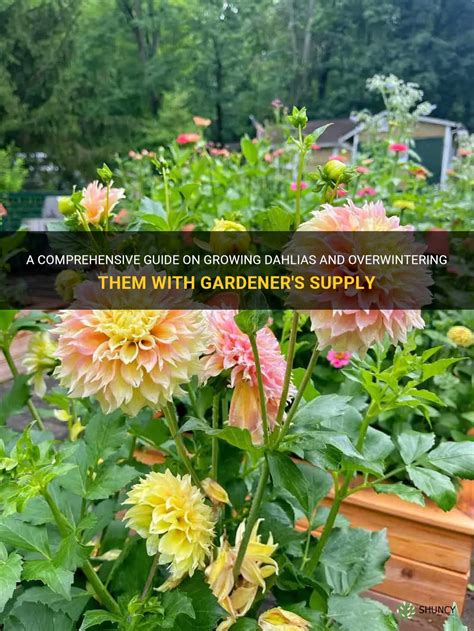 A Comprehensive Guide On Growing Dahlias And Overwintering Them With Gardener's Supply | ShunCy