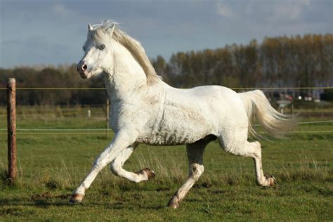 The Fascinating Science Behind Horse Sweat - Horse Rookie