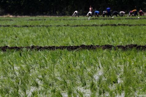 Scientists Uncover Genetic Engineering Secret Behind Golden Rice Production