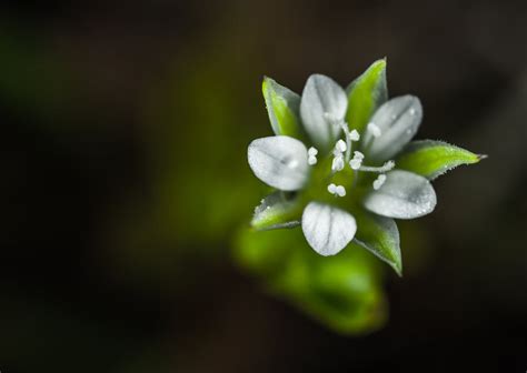 Purple and White Flower · Free Stock Photo