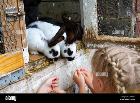 Children Feeding Rabbits In A Cage Stock Photo Alamy