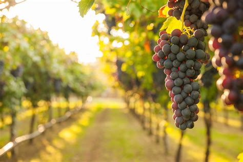 Roteiro de quatro dias pelas vinícolas de Porto Blog da Maxmilhas