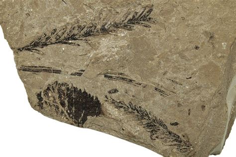 1.85" Conifer (Metasequoia) Fossil Plate - McAbee, BC (#255550) For Sale - FossilEra.com