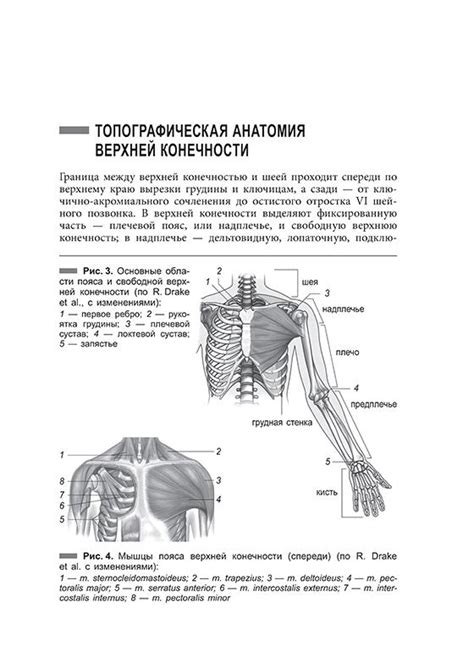 Топографическая анатомия конечностей. А.В. Павлов, С.Р. Жеребятьева ...