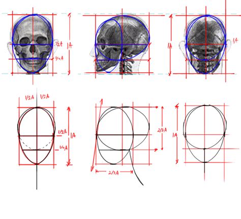 Goodend Graphics: Anatomy Part 1 (Skeleton Part A)