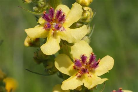 Verbascum nigrum Wildstaudengärtnerei AG