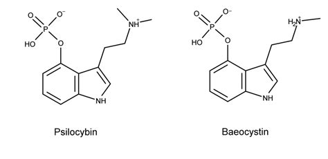 Baeocystin An Ignored Psilocybin Derivative Psychedelic Science Review