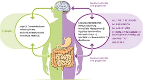 Wie Steuern Signale Aus Dem Darm Erkrankungen Des Gehirns