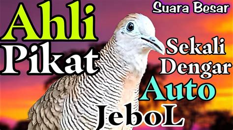 Pancingan Ampuh Burung Perkutut Hitungan Detik Langsung Nyaut Gacor