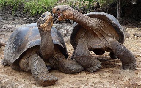 Aldabra Giant Tortoise Turtle And Fox Hd Wallpaper Pxfuel