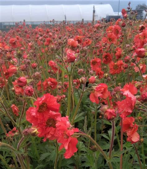 Geum Collection X Proctors Nursery