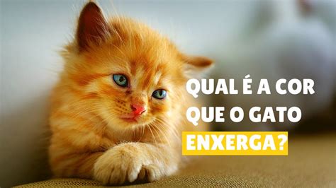 Qual A Cor Que O Gato Enxerga Confira Youtube