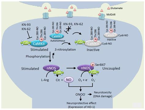 Ijms Free Full Text Coordination Between Calciumcalmodulin