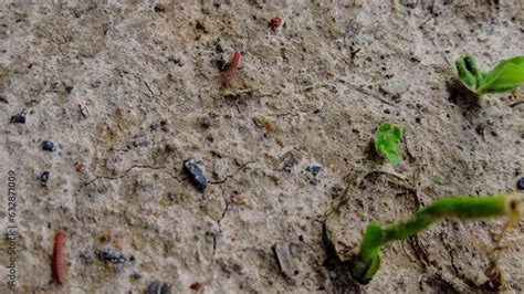 Following A Centipedes Predatory Arthropods Belonging To The Class