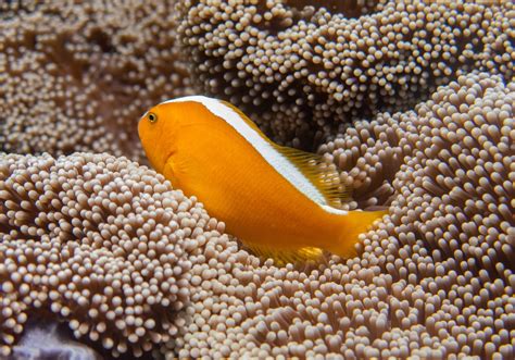 Orange Skunk Anemonefish Amphiprion Sandaracinos Bali Wildlife