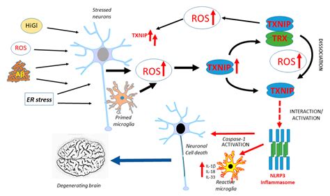 Ijms Free Full Text Thioredoxin Interacting Protein Txnip With