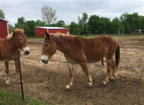 Cuddle The Most Adorable Rescued Farm Animals For Free At Sasha Farm