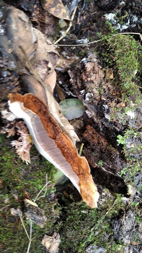 Трутовик плоский (Ganoderma applanatum) фото и описание