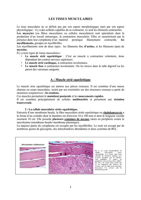 Solution Histologie Tissus Musculaires Studypool