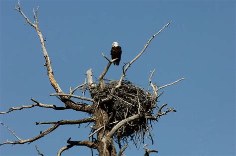 Photos: Bald eagle bird bath