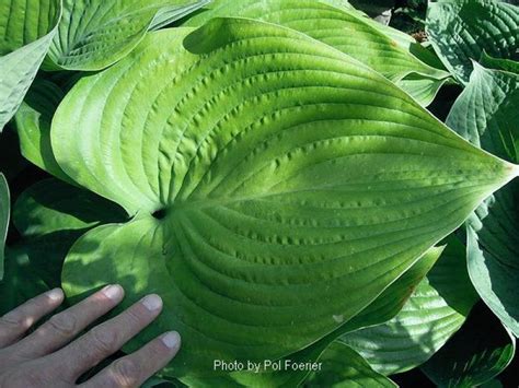 Hornbaker Gardens Inc Hosta Elatior Large