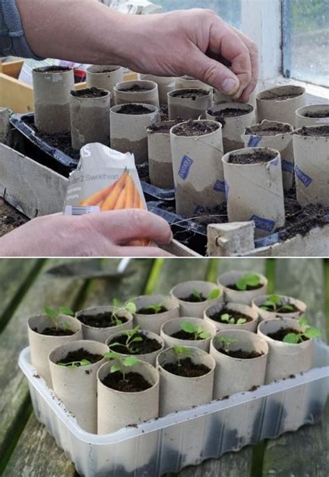 Use Toilet Paper Rolls To Start Your Plants Orti Scolastici Piante