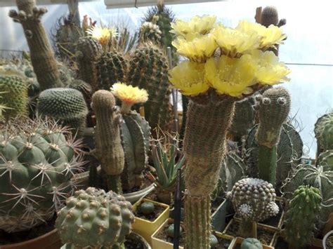 Pin by Ners Hayk on КАКТУСЫ Cactus plants Cactus Garden