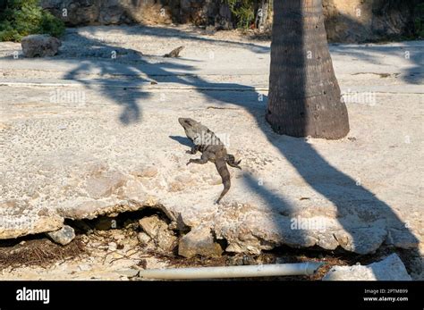 Black Spiny Tailed Iguana Ctenosaura Similis Isla Mujeres Caribbean