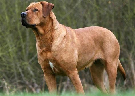 Conhe A As Ra As De Cachorros Mais Fortes Do Mundo