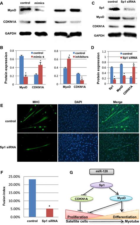 The Potential Mechanism Of Mir Regulation Of Bovine Muscle