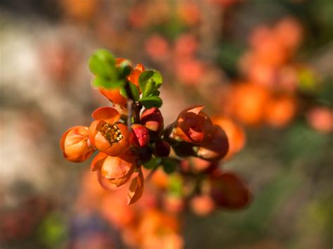 Hintergrundbilder Bl Tter Blumen Garten Natur Nahansicht Makro