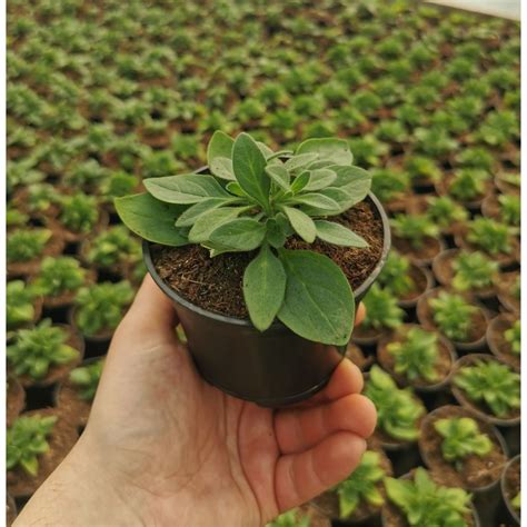 Supertunia MINI Vista Hot Pink Sadzonki V9 Duża doniczka 10cm