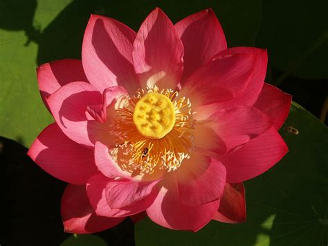Купить семена Лотос Red Lotus в Москве: доставка семян по России и СНГ ...