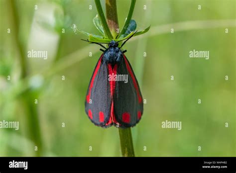 Cinnabar Moth Tyria Jacobaeae Stock Photo Alamy