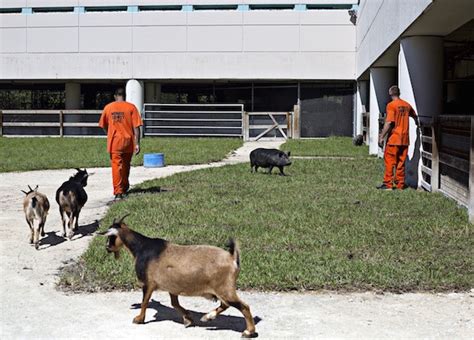 See Why These Inmates are Taking Care of These Farm Animals, and Loving ...