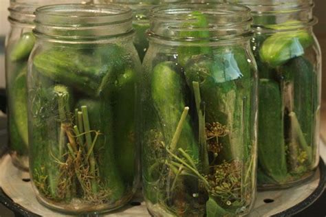 Shelf Stable Dill Pickles With No Hot Water Bath Made These Last