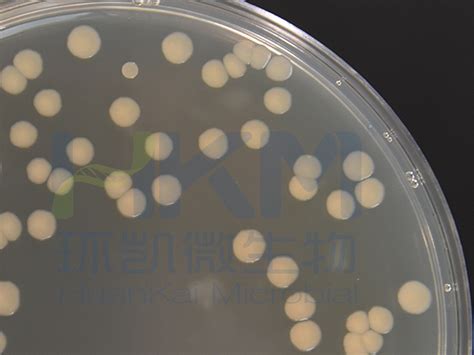 022020 营养琼脂na 大肠杆菌atcc25922 广东环凯微生物