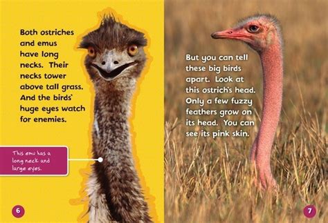 Emus And Ostriches A Guide To Understanding The Differences Nature