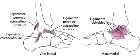 Table Ligamentos Del Tobillo Manual Msd Versión Para Profesionales