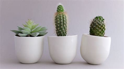 Кактус на стол - Zefirka.club фото и картинки