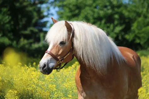 Haflinger Horse Breed: Care, Cost & History (2024) | Horses Only