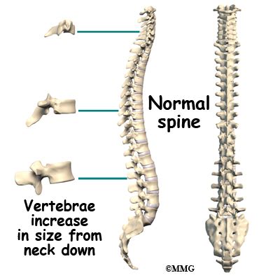 Scoliosis | eOrthopod.com