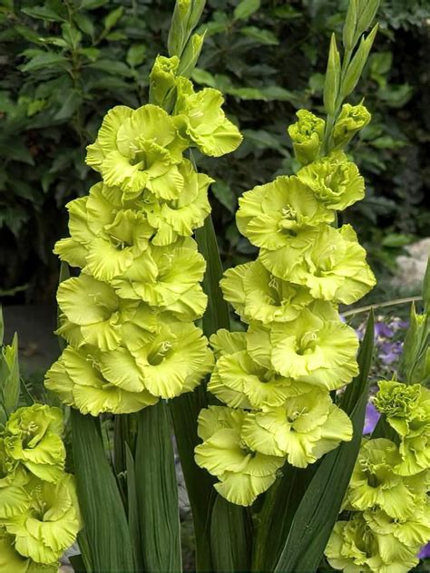 Gladiolus Green Star